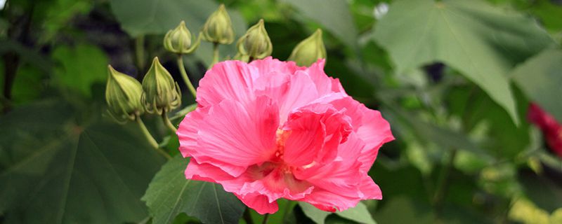 木芙蓉有哪些品种 木芙蓉有哪些品种