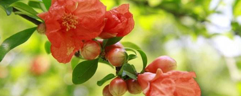 西安市花是什么 西安市花是什么