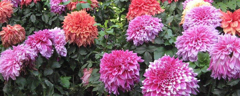 武威市花是什么 武威市花是什么