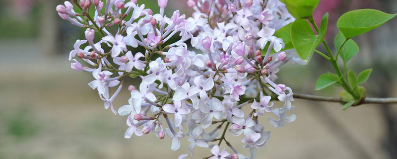 乌海市花是什么 乌海市花是什么