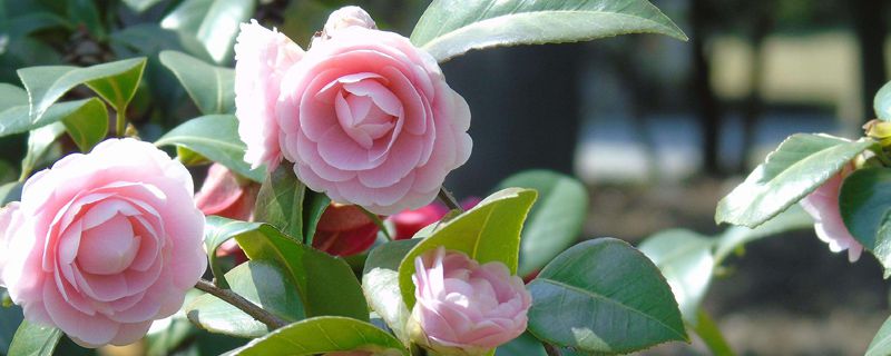 温州市花是什么 温州市花是什么