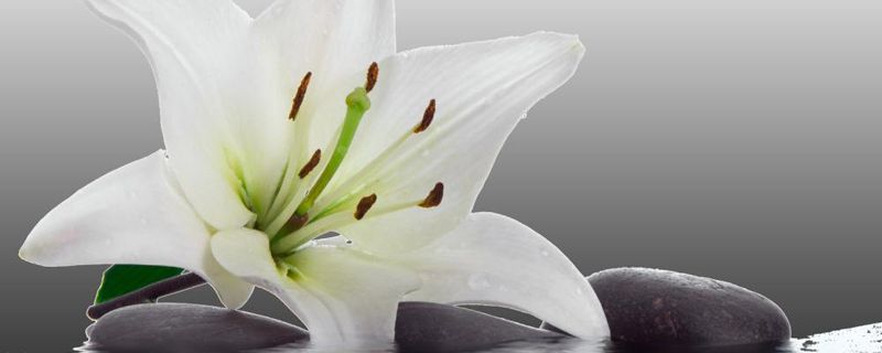 宜昌市花是什么 宜昌市花是什么