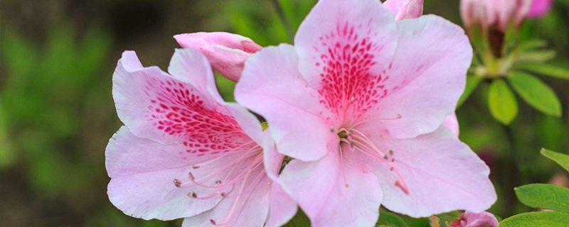 伊春市花是什么 伊春市花是什么