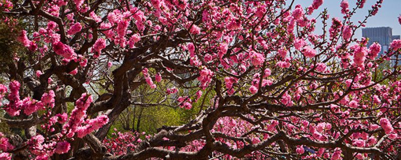 阳泉市花是什么 阳泉市花是什么