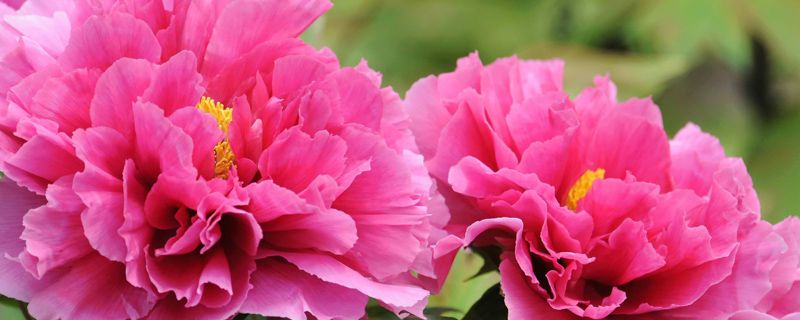 延安市花是什么 延安市花是什么