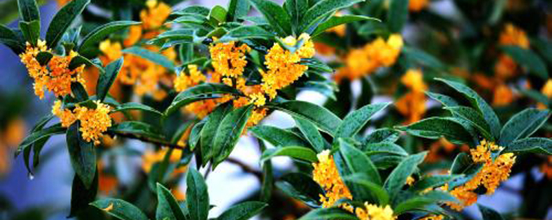 信阳市花是什么 信阳市花是什么