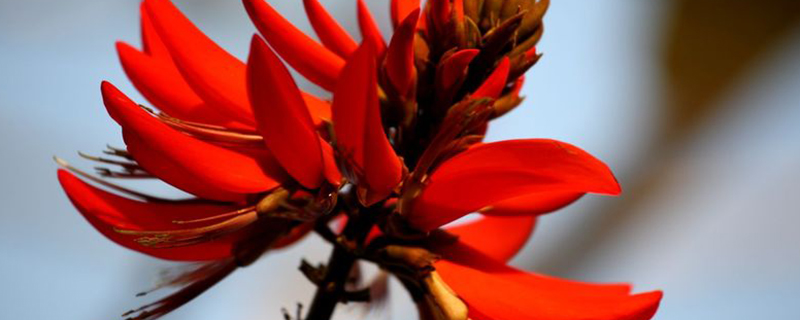 孝感市花是什么 孝感市花是什么