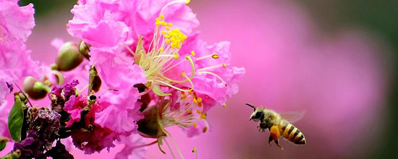 襄阳市花是什么 襄阳市花是什么