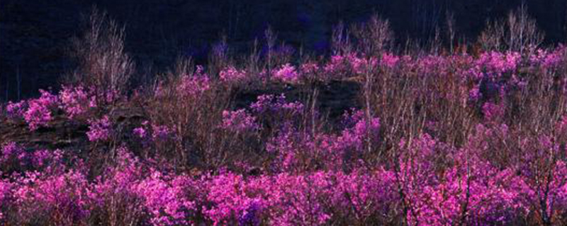 黑河市花是什么