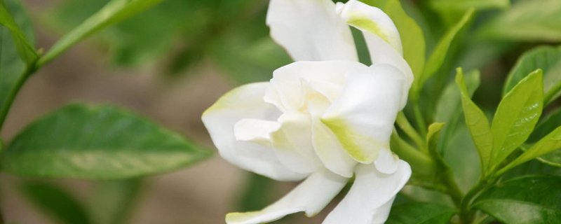 黄冈市花是什么