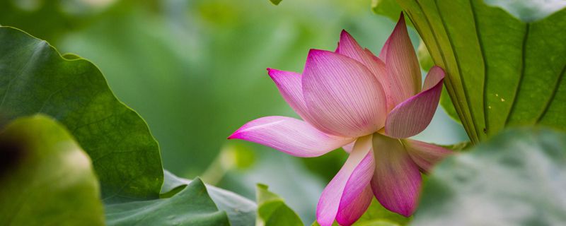 九江市花是什么 九江市花是什么