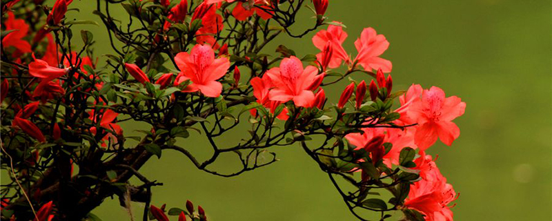 六盘水市花是什么 六盘水市花是什么
