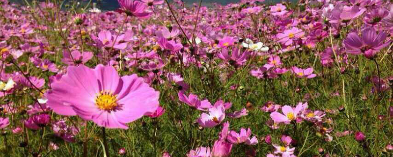 拉萨市花是什么 拉萨市花是什么