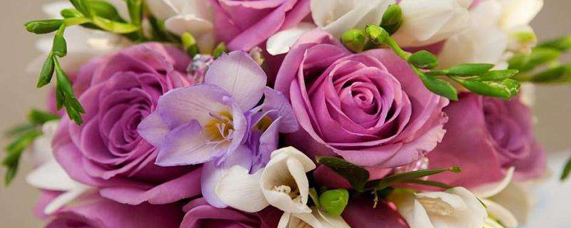 克拉玛依市花是什么 克拉玛依市花是什么