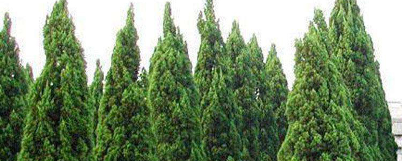 延安市树是什么