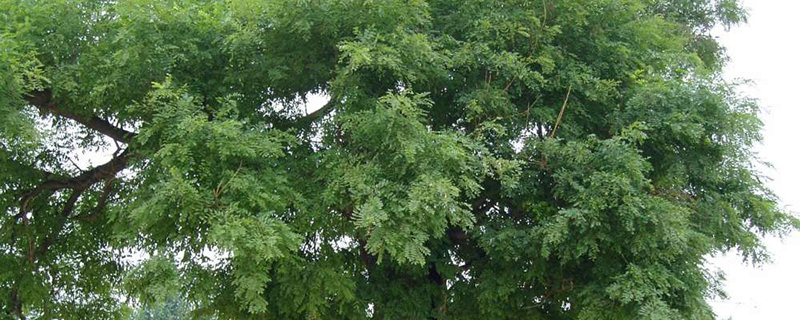 银川市树是什么