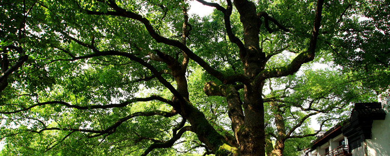 鹰潭市树是什么