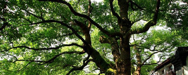 舟山市树是什么