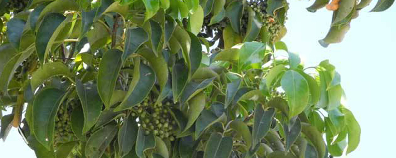 驻马店市树是什么