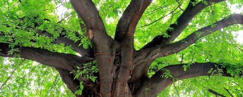 资阳市树是什么