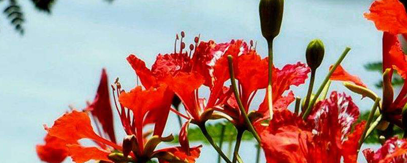 云浮市树是什么