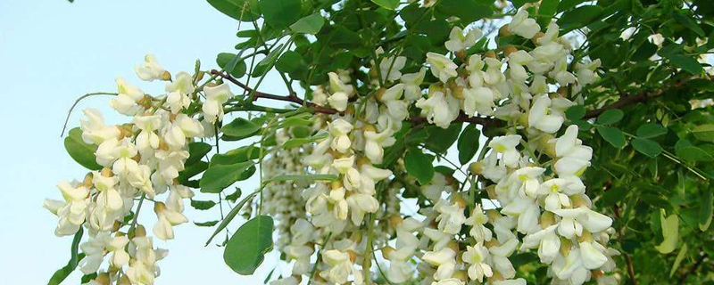 张家口市树是什么