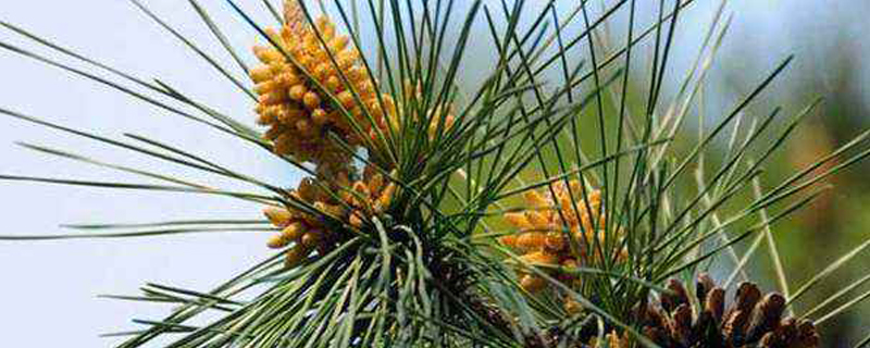 长春市树是什么