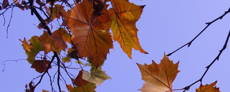 郑州市树是什么