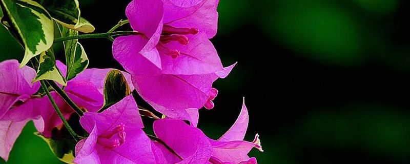 北海市花是什么 北海市花是什么