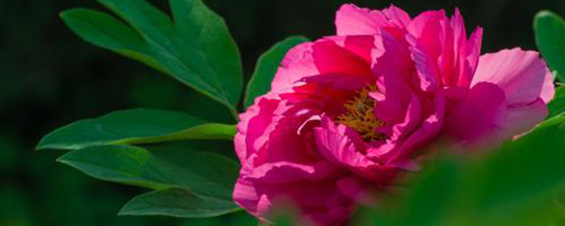 牡丹哪个季节开花