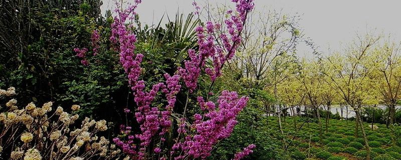 紫荆花几天浇一次水