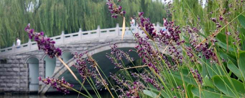 再力花几天浇一次水