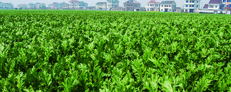 榨菜几天浇一次水 榨菜几天浇一次水