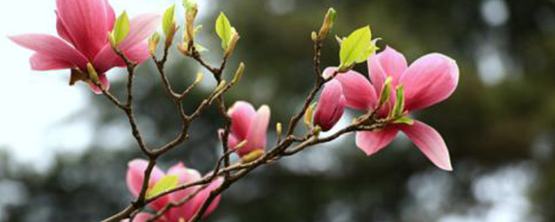 玉兰花几天浇一次水