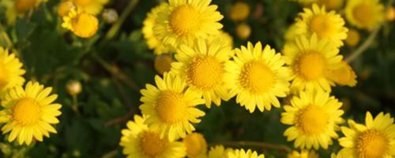 野菊花有毒吗 野菊花有毒吗