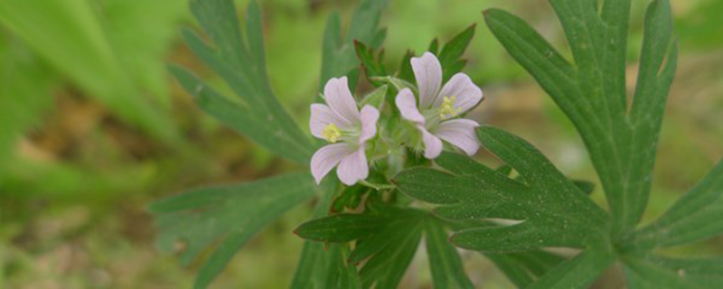野老鹳草有毒吗 野老鹳草有毒吗