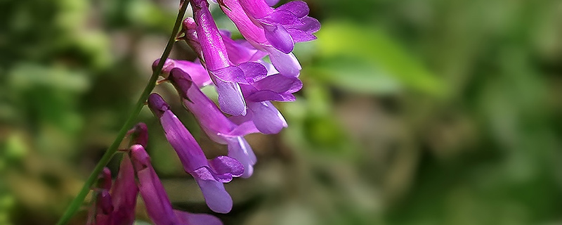 野豌豆有毒吗