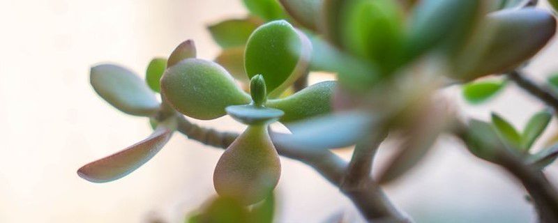 燕子掌有毒吗 燕子掌有毒吗