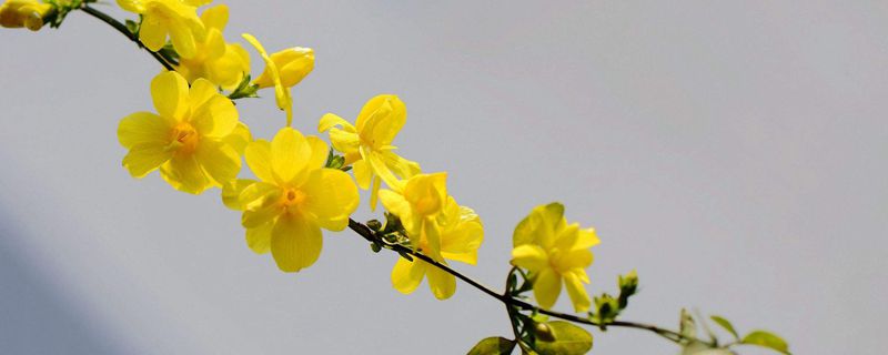 迎春花什么季节开 迎春花什么季节开