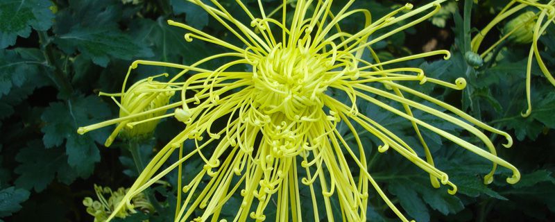 菊花冬天会冻死吗 菊花冬天会冻死吗
