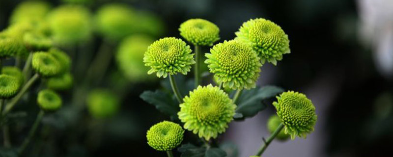 绿色菊花的花语