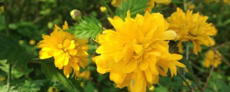棣棠花花语 棣棠花花语