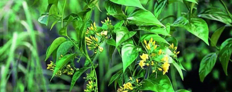 断肠草长什么样子 断肠草长什么样子