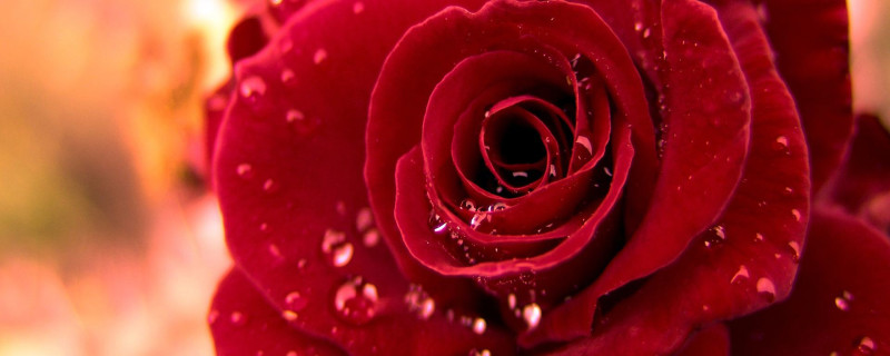 玫瑰是什么季节开的 玫瑰是什么季节开的