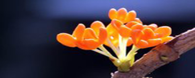 桂花树像什么 桂花树像什么