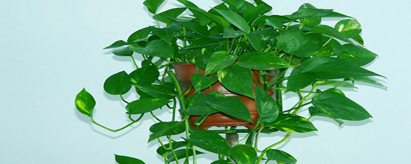 办公桌上小型盆栽植物 办公桌上小型盆栽植物