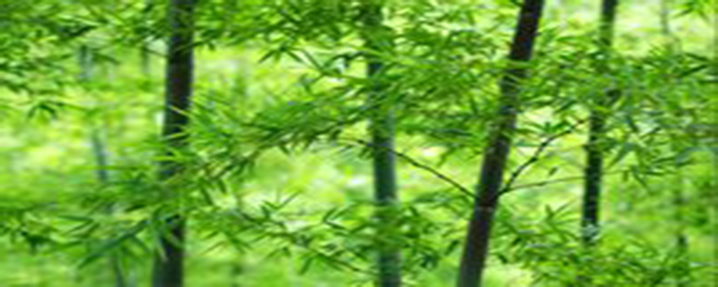 竹子是常绿树吗 竹子是常绿树吗
