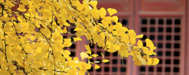 银杏树长什么样