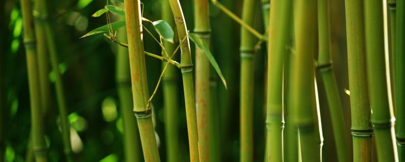 竹是什么植物