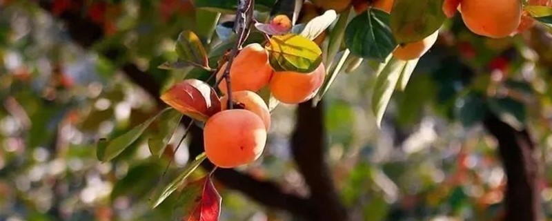柿子是什么季节成熟的